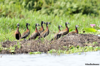 Dendrocygna viduata; White-faced whistling duck; Vithuvad visseland
