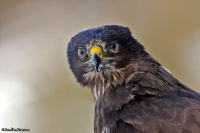 Buteo buteo; Common buzzard; Ormvråk