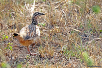 Ortygornis sephaena; Crested francolin; Tofsfrankolin
