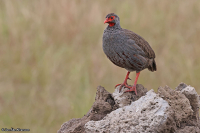 Pternistis afer; Red-necked spurfowl [francolin]; Rödstrupig frankolin