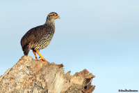 Pternistis icterorhynchus; Heuglin's spurfowl; Gulnäbbad sporrhöna