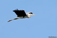 Ardea cinerea; Gray heron; Gråhäger