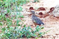 Coturnix coturnix; Common quail; Vaktel