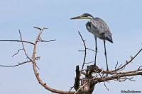 Ardea melanocephala; Black-headed heron; Svarthuvad häger