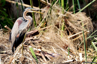 Ardea purpurea; Purple heron; Purpurhäger