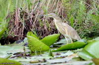Ardeola ralloides; Squacco heron; Rallhäger
