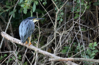 Butorides atricapilla; Little heron; Mangrovehäger