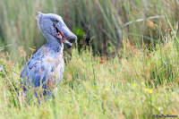 Balaeniceps rex; Shoebill; Träskonäbb