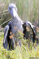 Balaeniceps rex; Shoebill; Träskonäbb