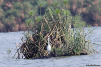Egretta garzetta; Little egret; Silkeshäger