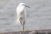 Egretta garzetta; Little egret; Silkeshäger
