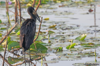 Anastomus lamelligerus; African openbill; Afrikansk gapnäbbsstork
