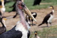 Leptoptilos crumenifer; Marabou stork; Maraboustork