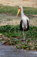 Mycteria ibis; Yellow-billed stork; Afrikansk ibisstork