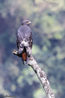 Buteo augur; Augur buzzard; Augurvråk