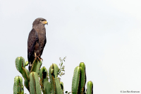 Circaetus cinerascens; Western banded snake-eagle; Flodormörn