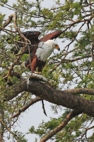 Haliaeetus vocifer; African fish-eagle; Skrikhavsörn