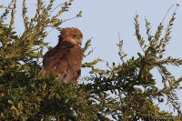 Hieraaetus wahlbergi; Wahlberg's eagle; Ödleörn