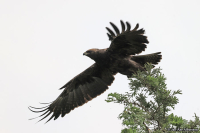 Hieraaetus wahlbergi; Wahlberg's eagle; Ödleörn