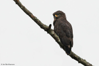 Hieraaetus wahlbergi; Wahlberg's eagle; Ödleörn