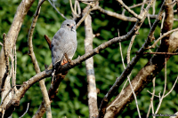Kaupifalco monogrammicus; Lizard buzzard; Ödlehök