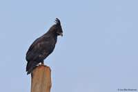 Lophaetus occipitalis; Long-crested eagle; Afrikansk tofsörn