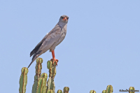 Melierax metabates; Dark chanting goshawk; Mörk sånghök
