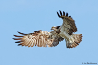 Pandion haliaetus; Osprey; Fiskgjuse