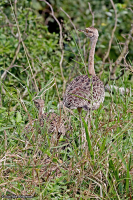 Lissotis melanogaster; Black-bellied bustard; Svartbukig trapp