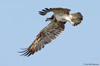 Pandion haliaetus; Osprey; Fiskgjuse