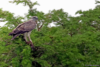 Polemaetus bellicosus; Martial eagle; Stridsörn