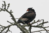 Terathopius ecaudatus; Bateleur; Gycklarörn