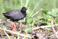 Amaurornis flavirostris; Black crake; Korprall
