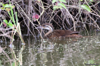Podica senegalensis; African finfoot; Afrikansk simrall