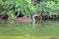 Podica senegalensis; African finfoot; Afrikansk simrall