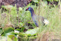 Porphyrio madagascariensis; African swamphen; Afrikansk purpurhöna