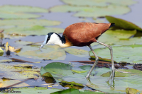 Actophilornis africanus; African jacana; Afrikansk jaçana