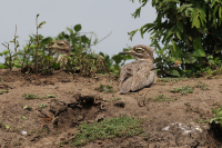 Burhinus vermiculatus; Water thick-knee; Vattentjockfot