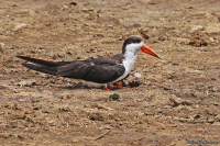 Rynchops flavirostris; African skimmer; Afrikansk saxnäbb