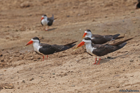 Rynchops flavirostris; African skimmer; Afrikansk saxnäbb