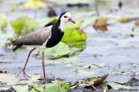 Vanellus crassirostris; Long-toed lapwing [plover]; Långtåvipa
