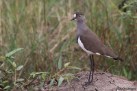 Vanellus lugubris; Senegal lapwing; Mörk sorgvipa