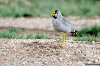 Vanellus senegallus; Wattled lapwing; Vårtvipa