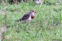 Vanellus superciliosus; Brown-chested lapwing; Brunbröstad vipa