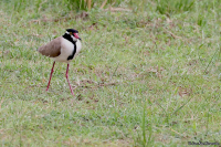 Vanellus tectus; Black-headed lapwing; Svarthuvad vipa