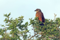 Centropus superciliosus; White-browed coucal; Vitbrynad sporrgök