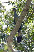 Corythaeola cristata; Great blue turaco; Jätteturako