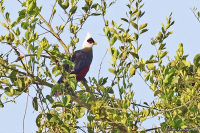 Tauraco leucolophus; White-crested turaco; Vitkronad turako