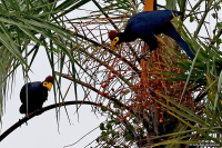 Tauraco rossae; Ross's turaco; Gulmaskad turako