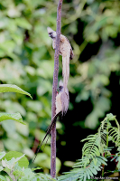 Colius striatus; Speckled mousebird; Vitkindad musfågel